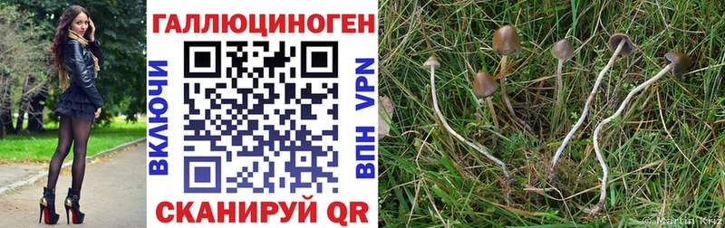 Псилоцибиновые грибы прущие грибы  продажа наркотиков  Махачкала 